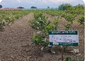 ফলবাগান ও মাঠপর্যায়ের উদ্যোগ